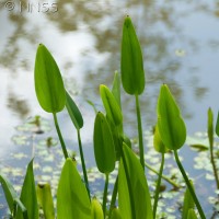 Pickerel Weed